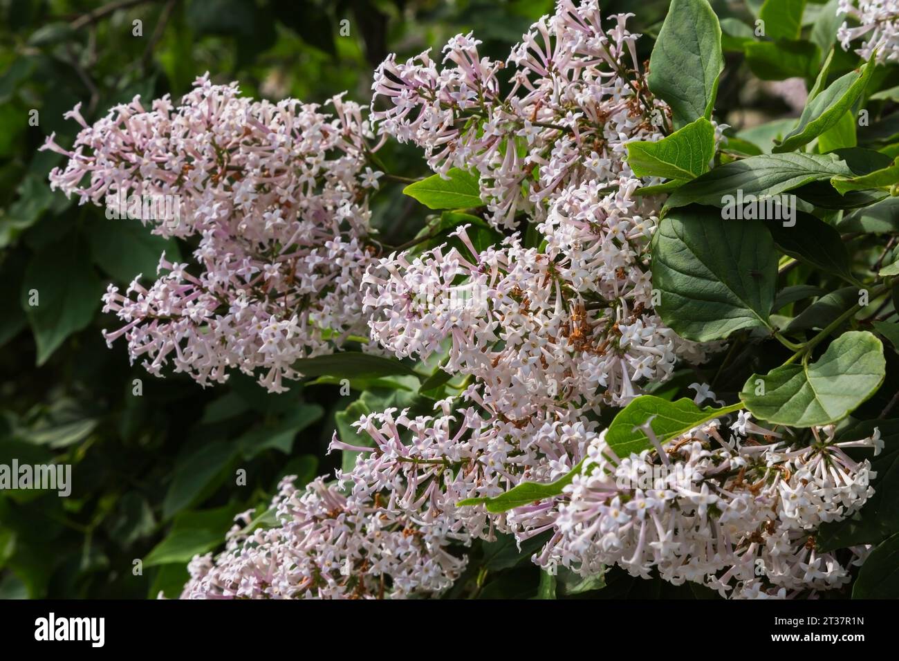 Syringa - Flieder blüht im Frühjahr. Stockfoto