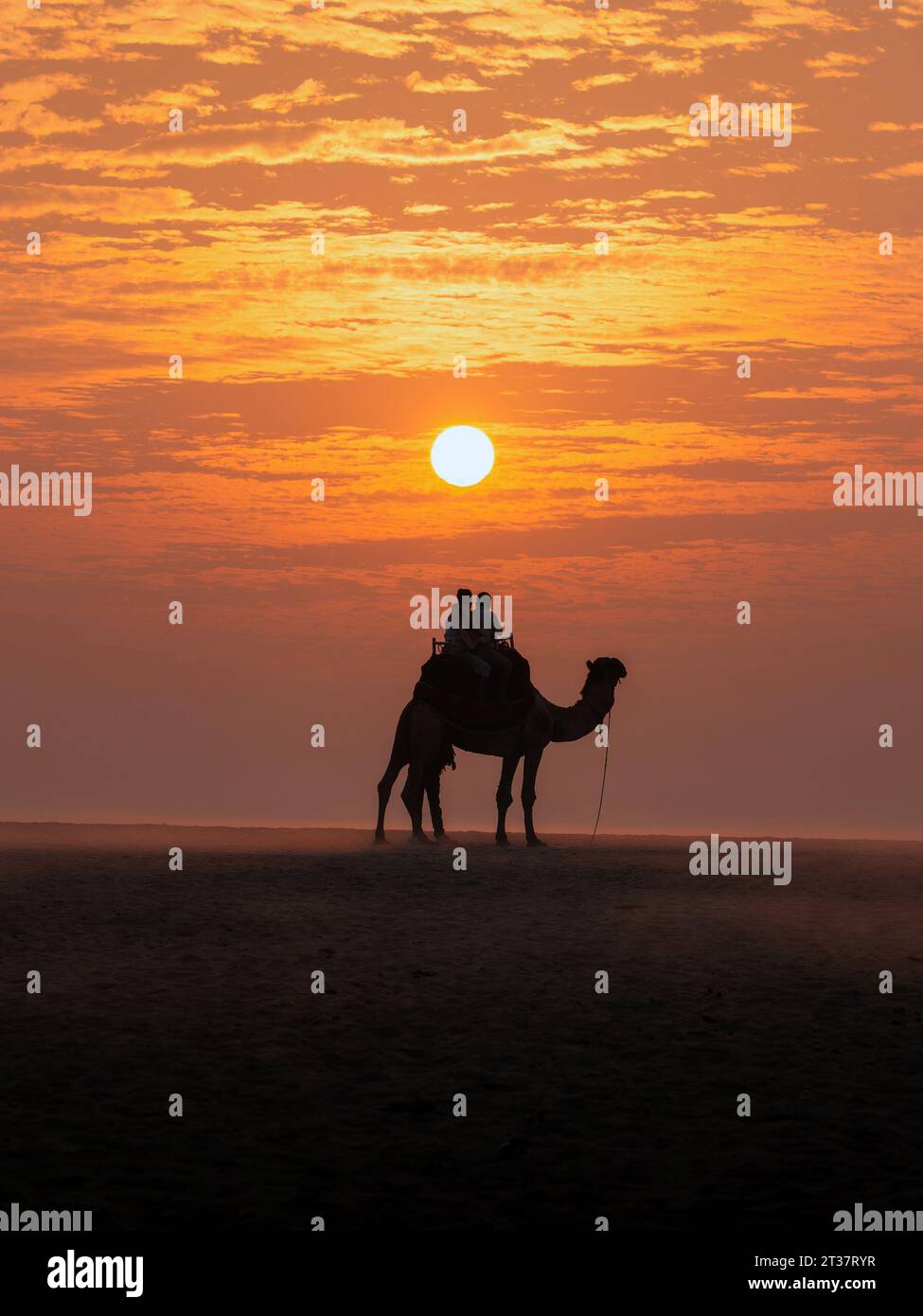 Touristen, die bei Sonnenaufgang auf einem Kamel am Sandstrand in Varanasi, Uttar Pradesh, Indien reiten. Stockfoto