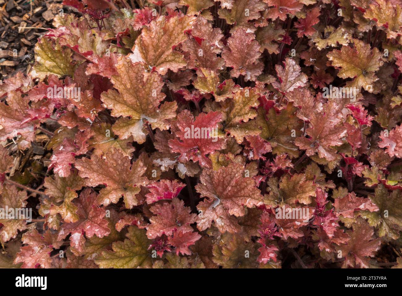 Heuchera - Korallenblüten mit Regentropfen im Frühjahr. Stockfoto