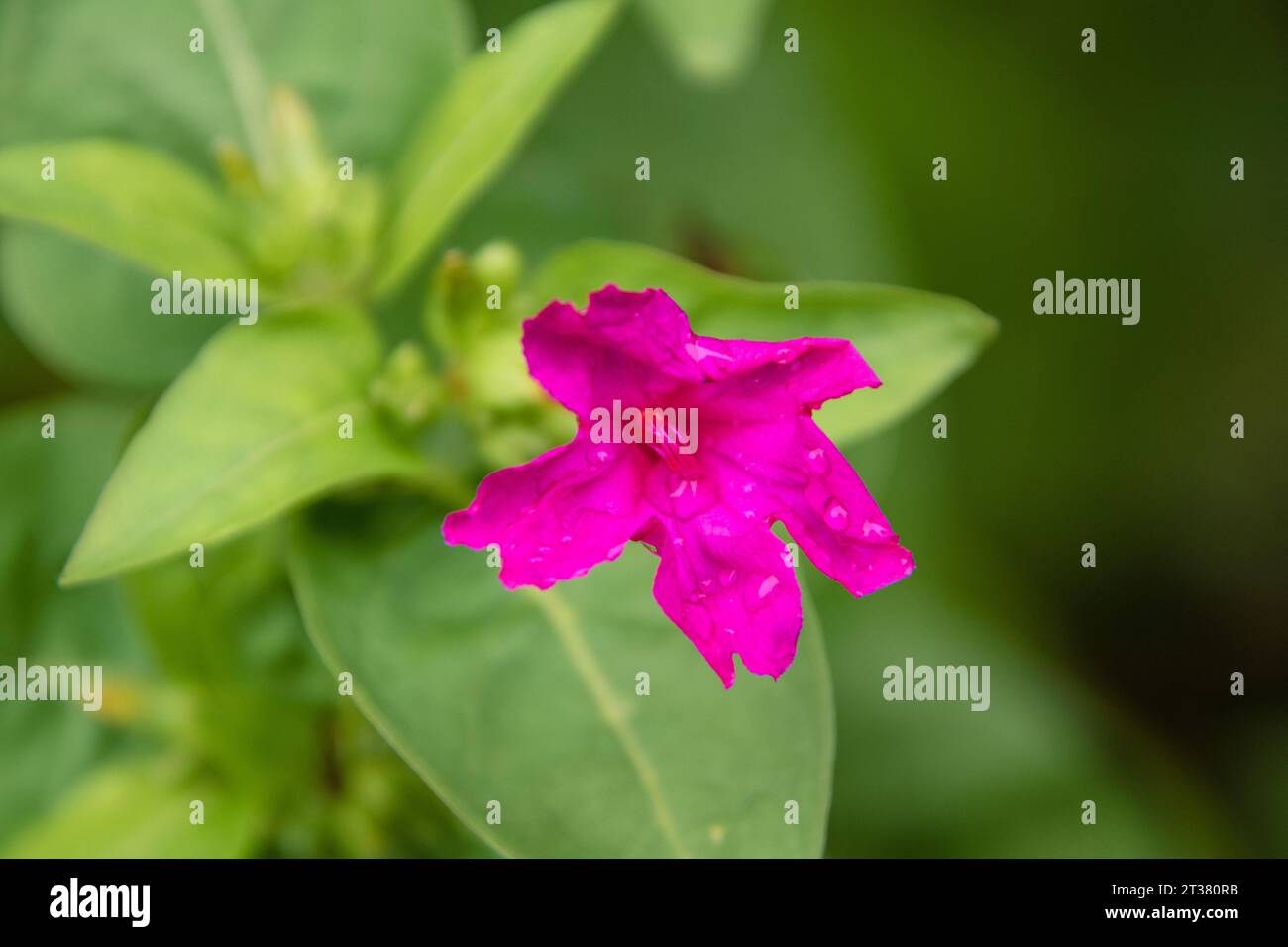 Flores Stockfoto