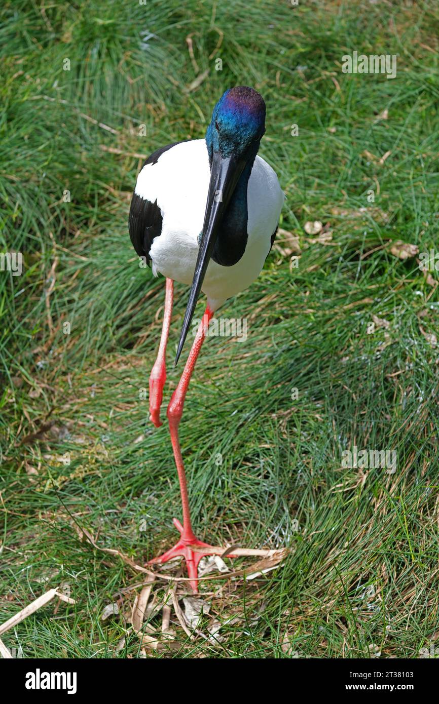 Schwarzhalsstorch im Adelaide Zoo Australien Stockfoto