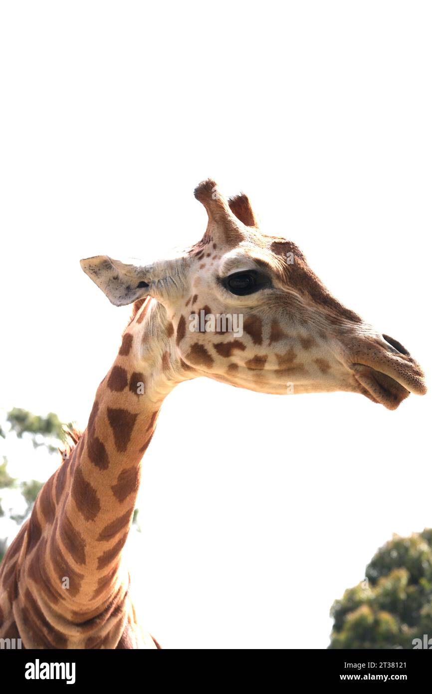 Giraffe im Adelaide Zoo in Australien Stockfoto