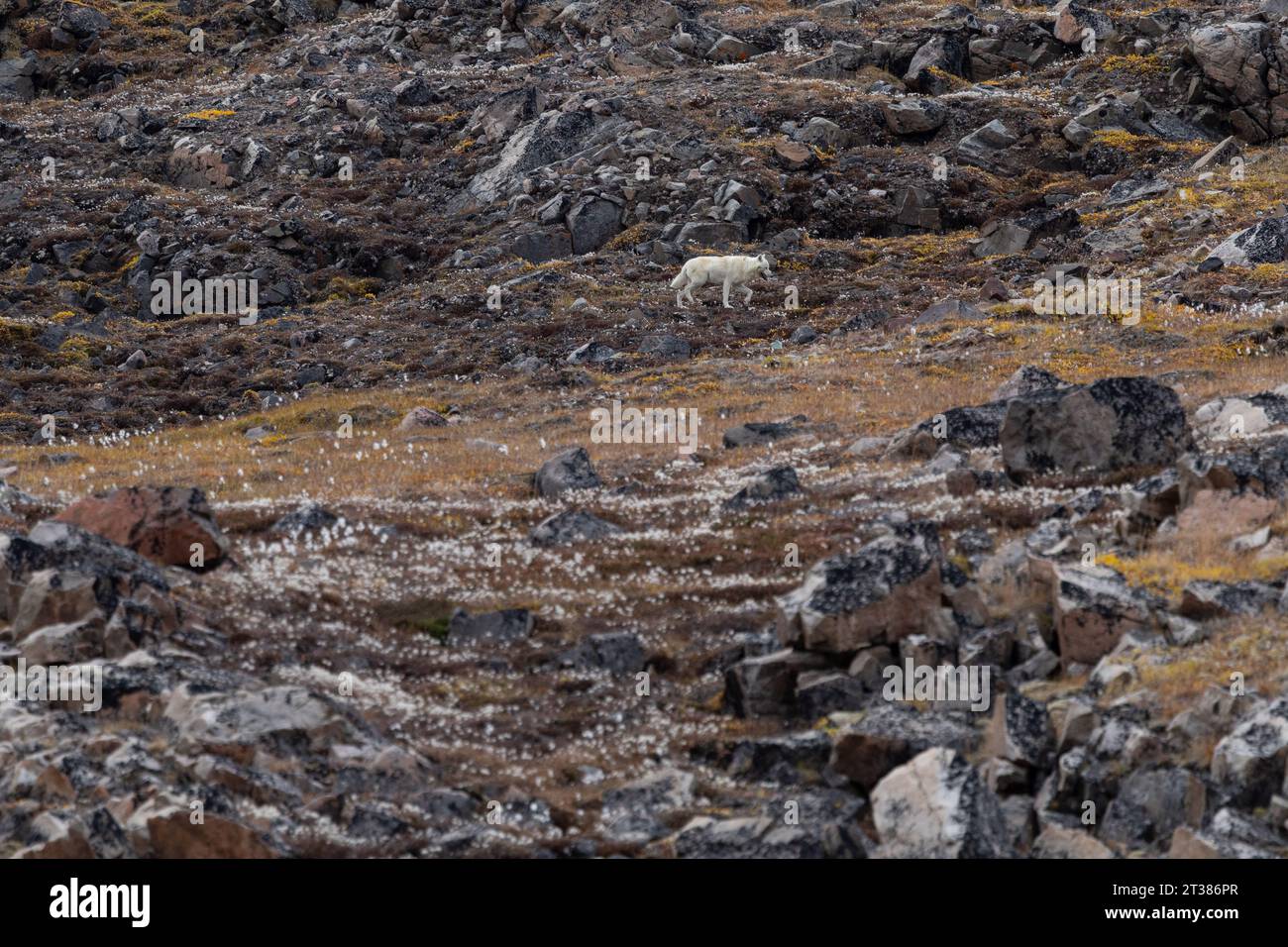 Arktischer Wolf, der auf Tundra läuft Stockfoto