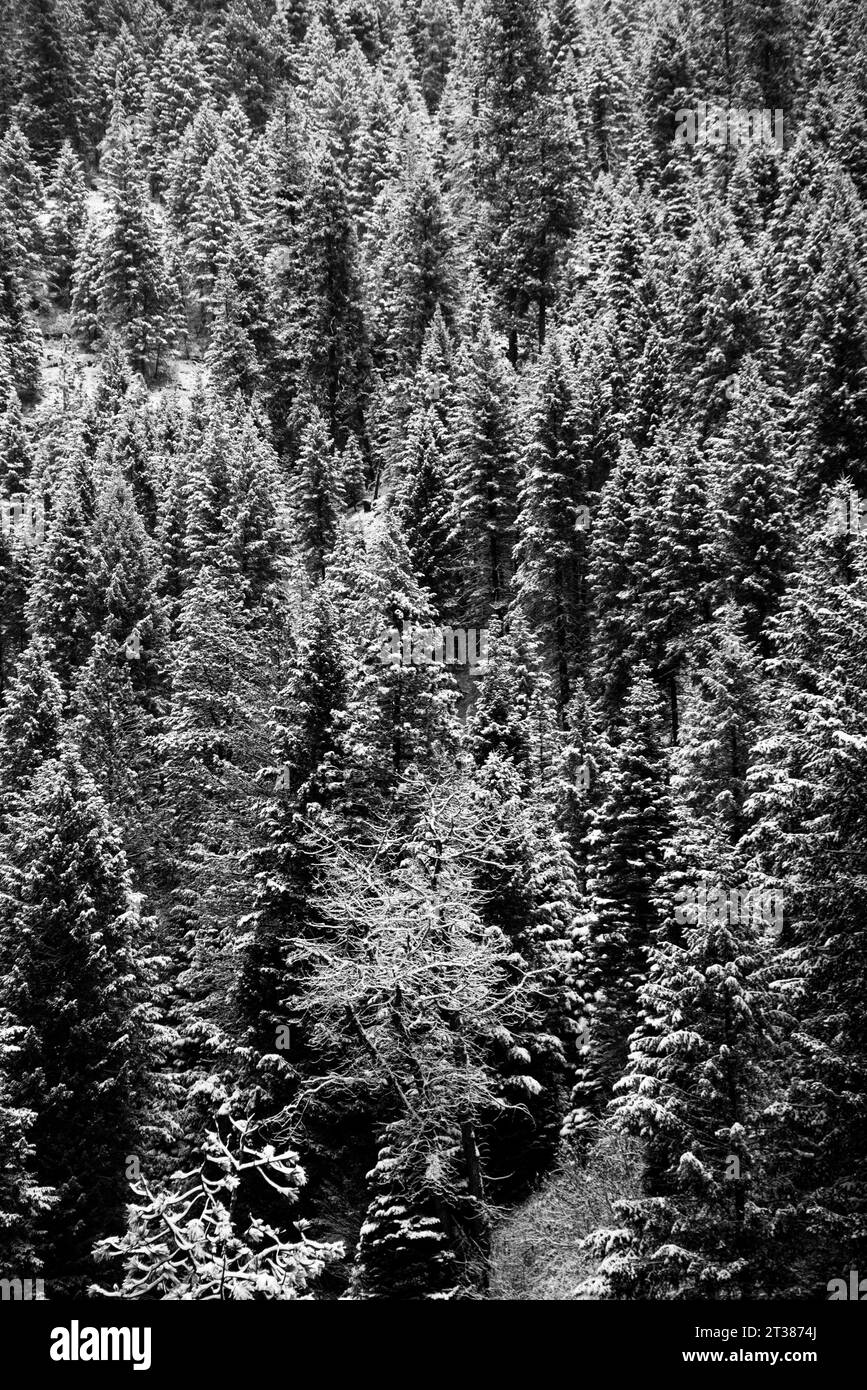 Dicke, gebirgige Kiefernwälder nördlich von Ufers, Idaho, USA Stockfoto
