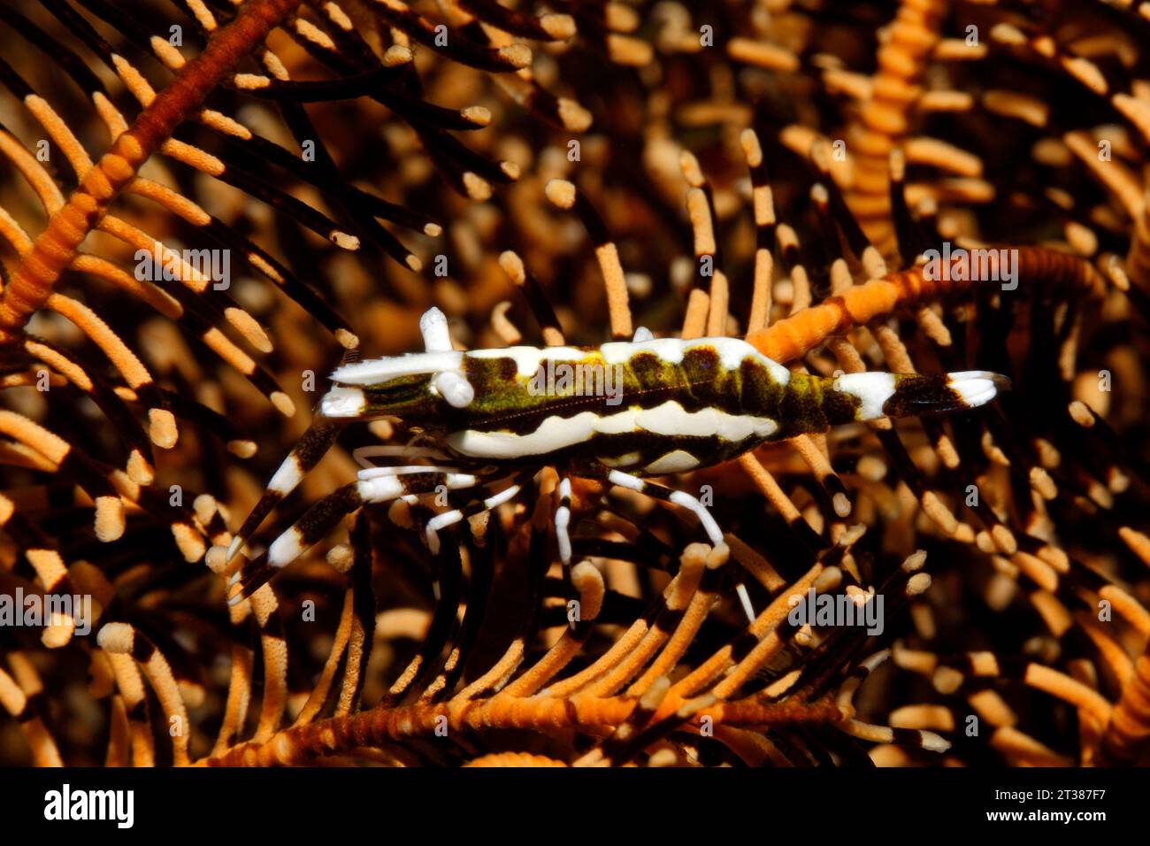 Crinoid Commensal Shrimp, wahrscheinlich Laomenes holthuisi, oder Laomenes sp., lebt auf seinem Wirt Crinoid. Tulamben, Bali, Indonesien Stockfoto