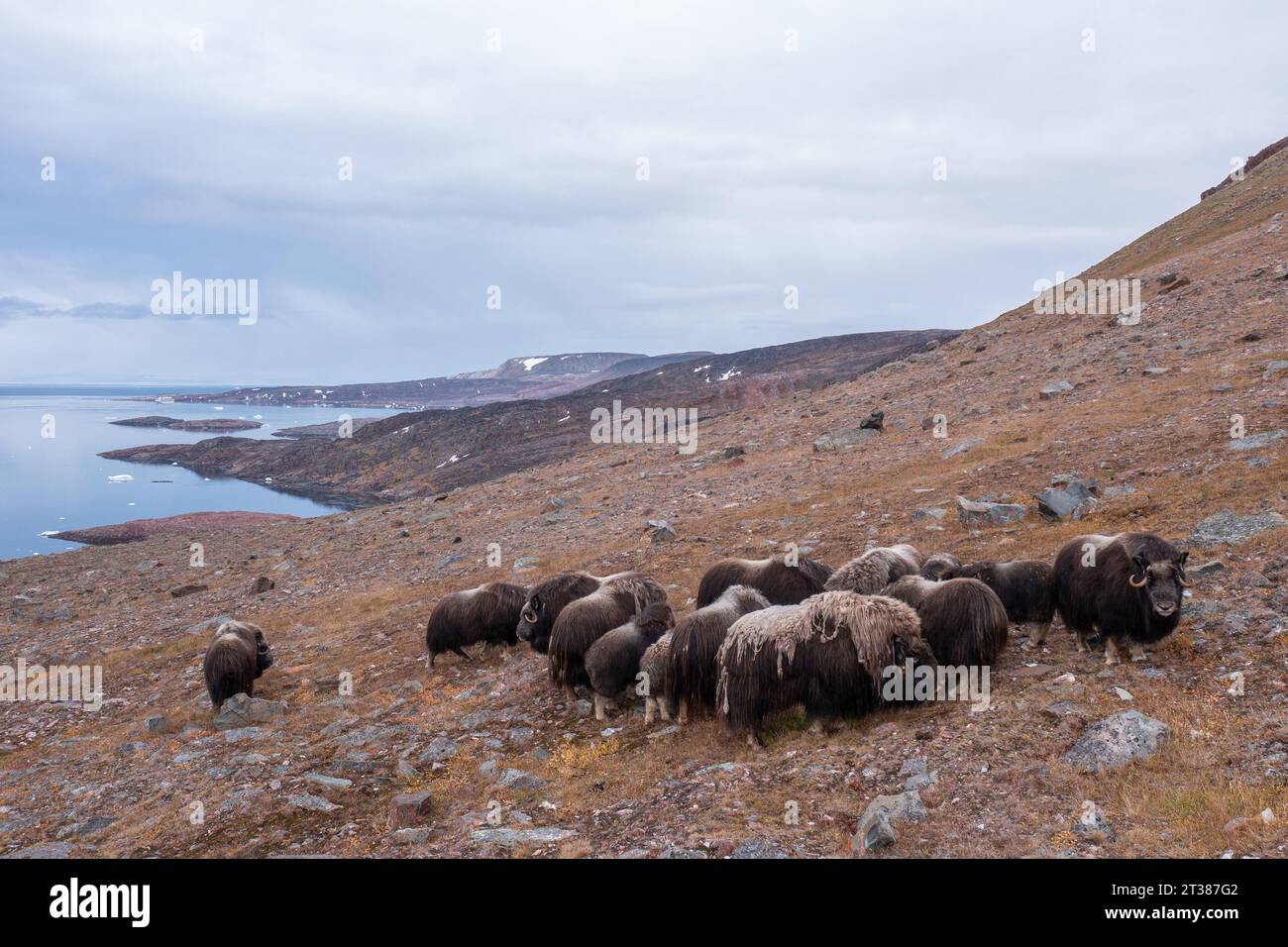 Herde von wildem Moschusochsen in Grönland Stockfoto