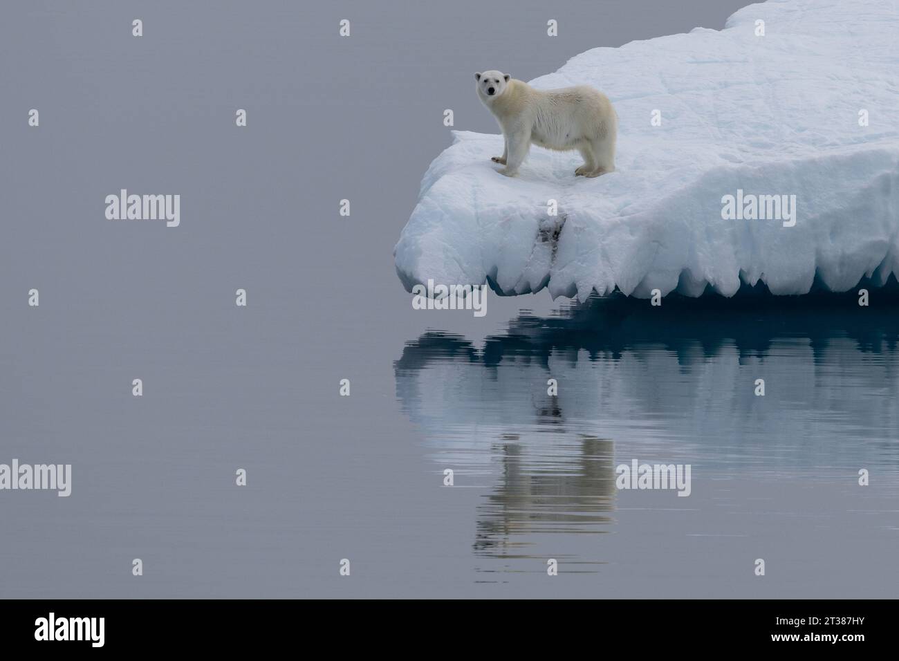 Polar Bear allein auf dem treibenden Eisberg im offenen Wasser Stockfoto