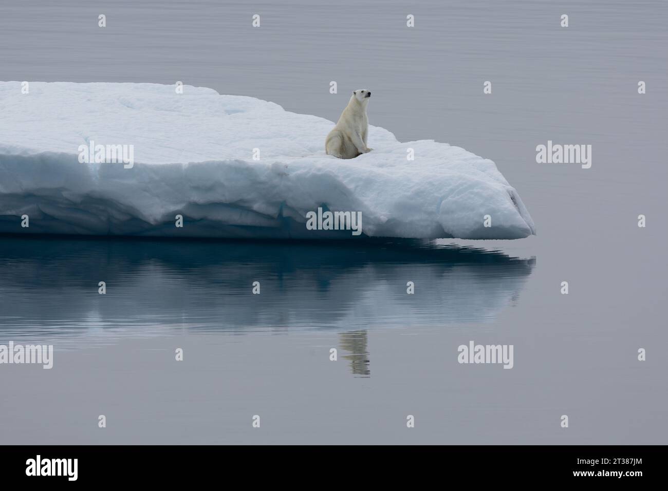 Polar Bear allein auf dem treibenden Eisberg im offenen Wasser Stockfoto