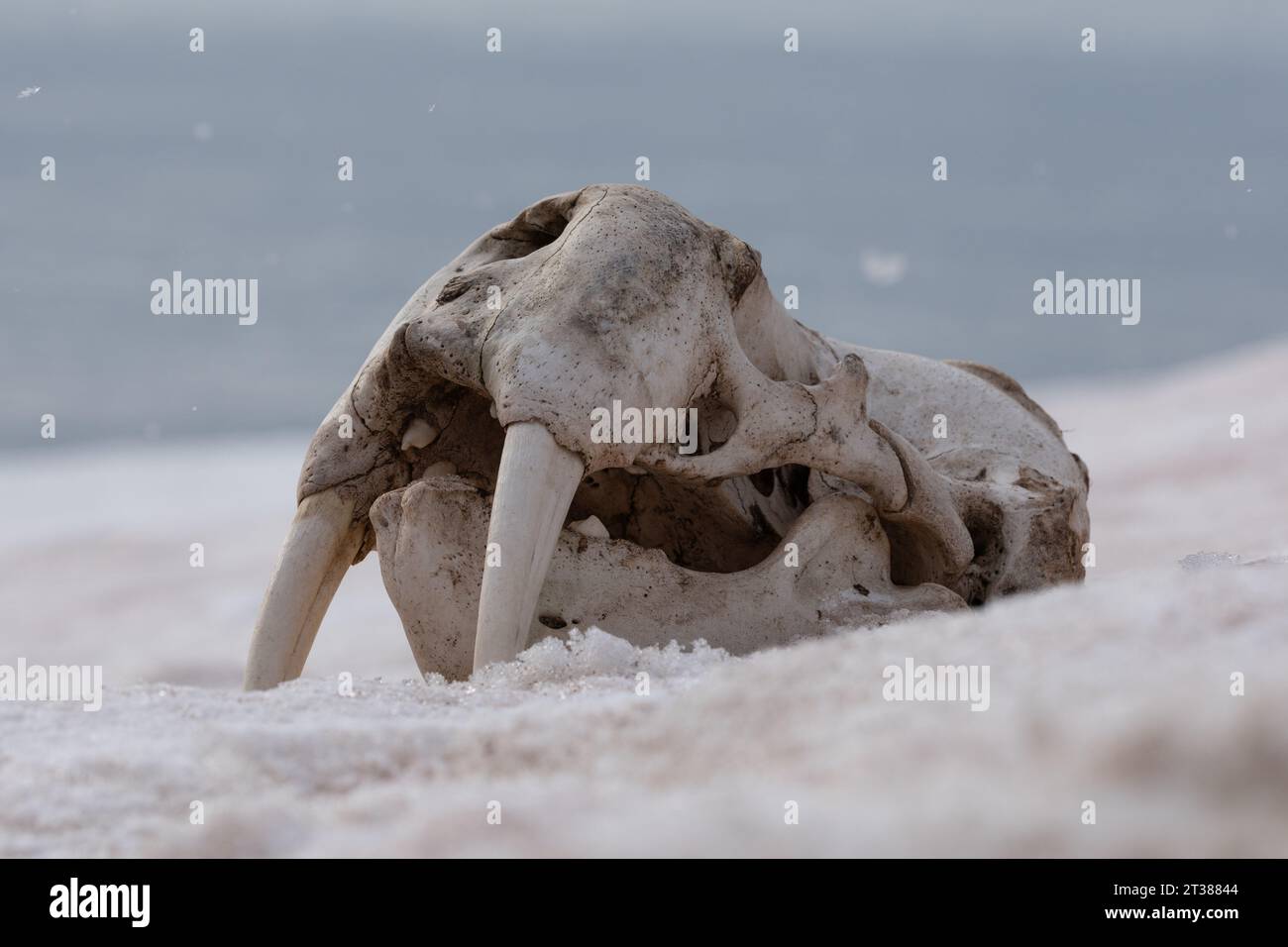 Walrus Skull auf Schnee Stockfoto