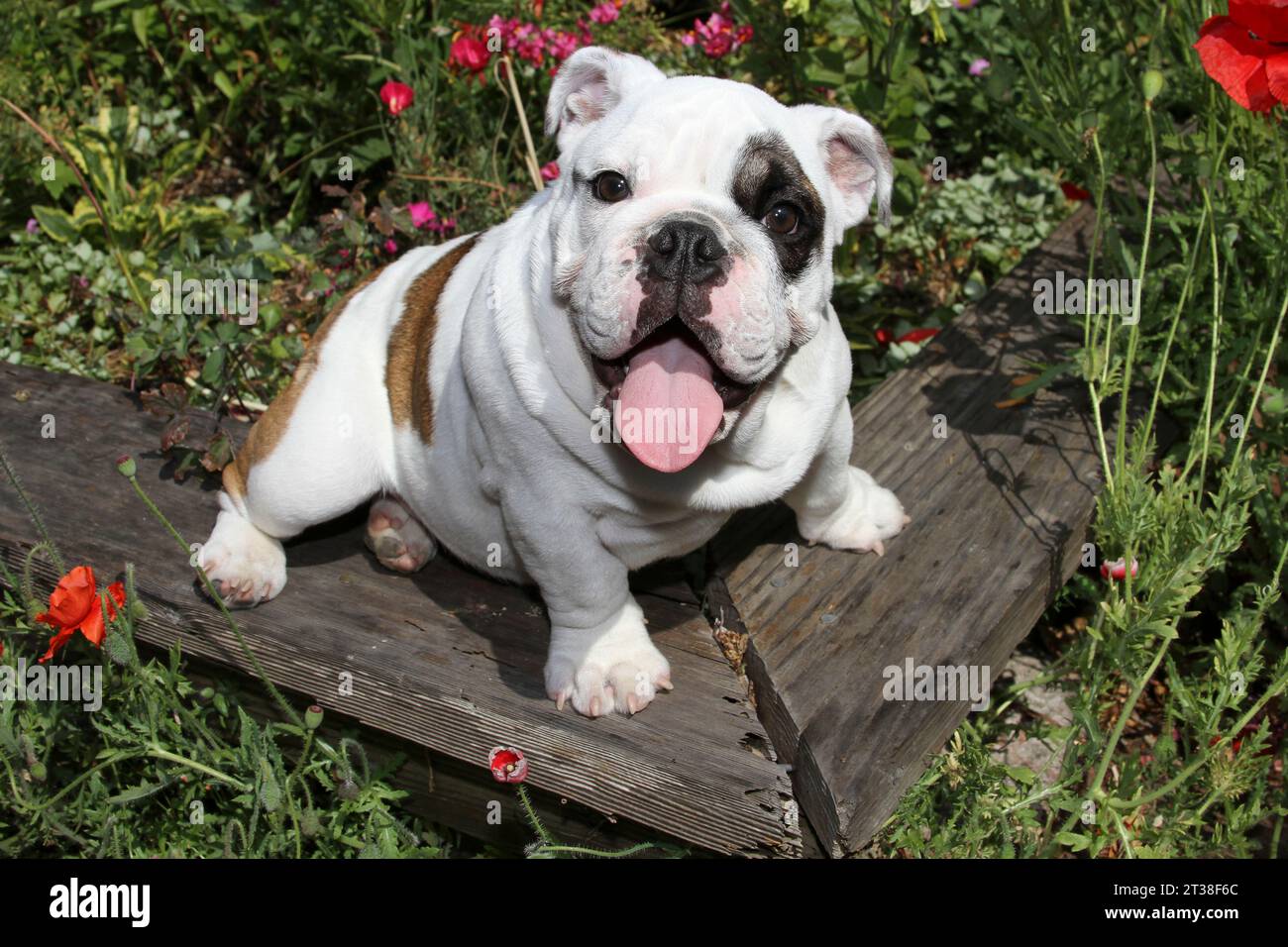 Englischer Bulldog-Welpe sitzt am Rand eines Gartenbettes. Stockfoto