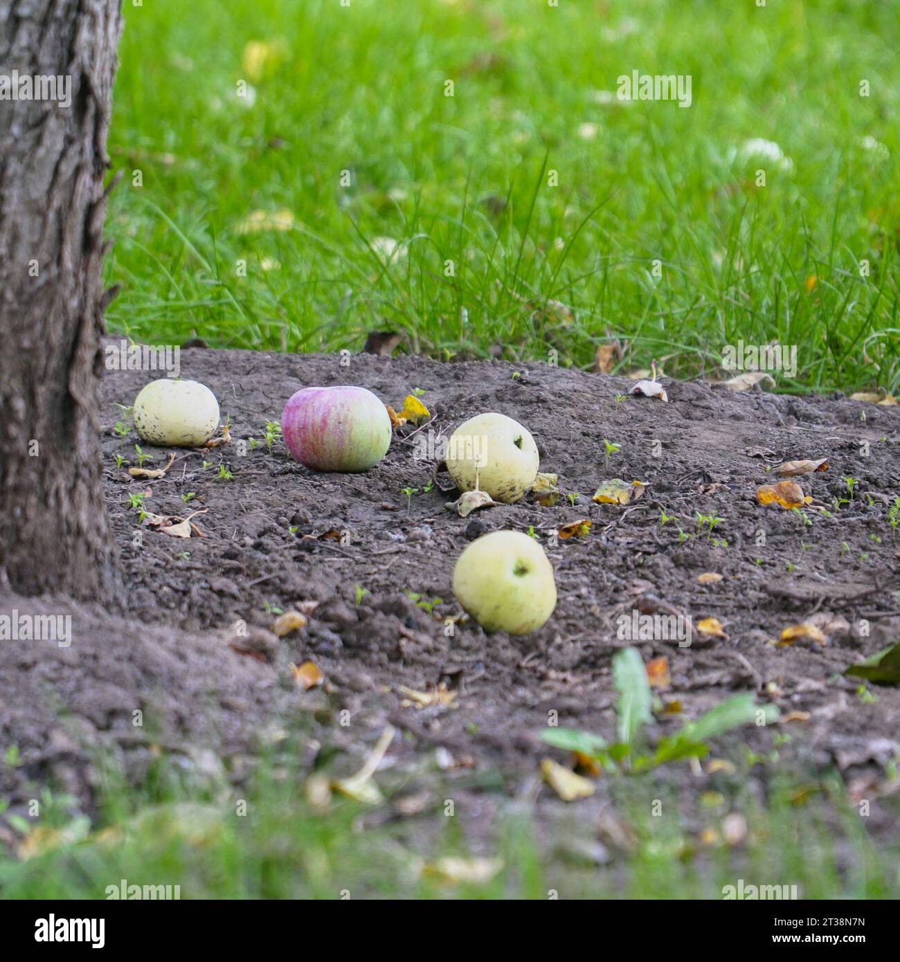 Äpfel auf dem Boden vom Apfelbaum gefallen. Äpfel unter dem Apfelbaum. Selektiver Fokus Stockfoto