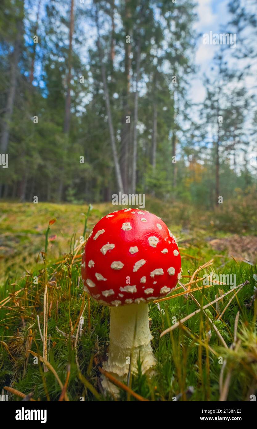 Der Fliegenpilz - Amanita muscaria Stockfoto