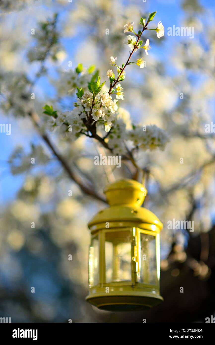 Ein weißes Meer von schönen Pflaumenblüten (Prunus domestica), San Jose CA Stockfoto