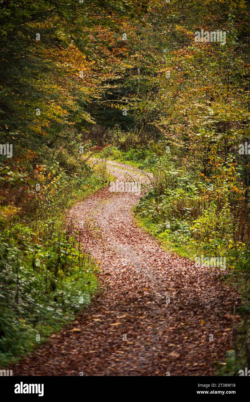 Die Triberger Wasserfälle im Schwarzwald, Schwarzwald, Deutschland im Herbst Stockfoto