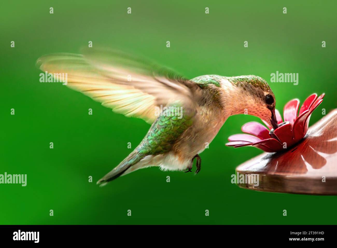 Kolibri trinken an einem Futterhäuschen im Hinterhof Stockfoto