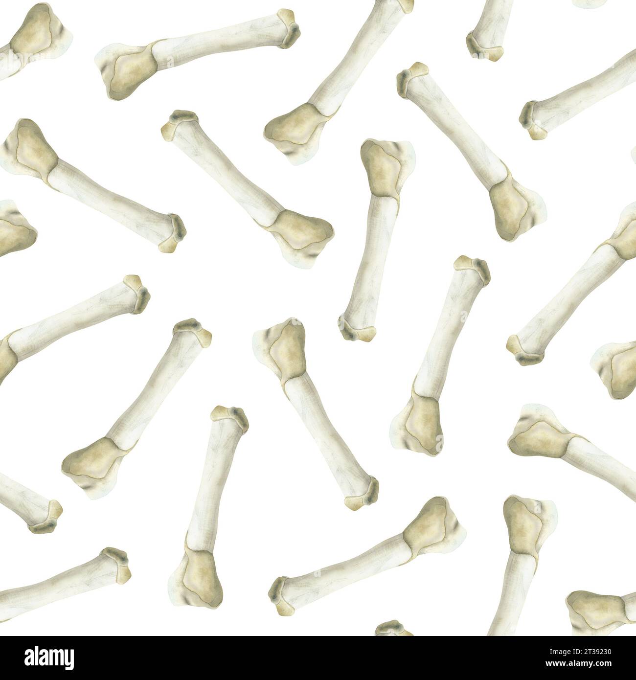 Aquarell Tierknochen nahtloses Muster auf weißem Hintergrund für Dinosaurier archäologische Fossilien Designs Stockfoto