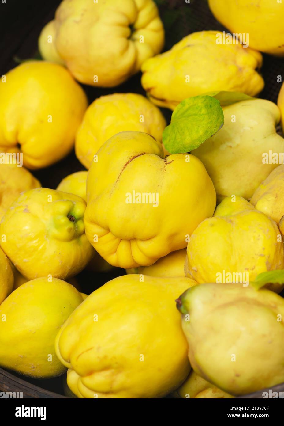 Partie reifer gelber Birnenquittenfrüchte, gereift und geerntet. Gesunde Bio-Lebensmittel oder Erntekonzept. Selektiver Fokus. Stockfoto