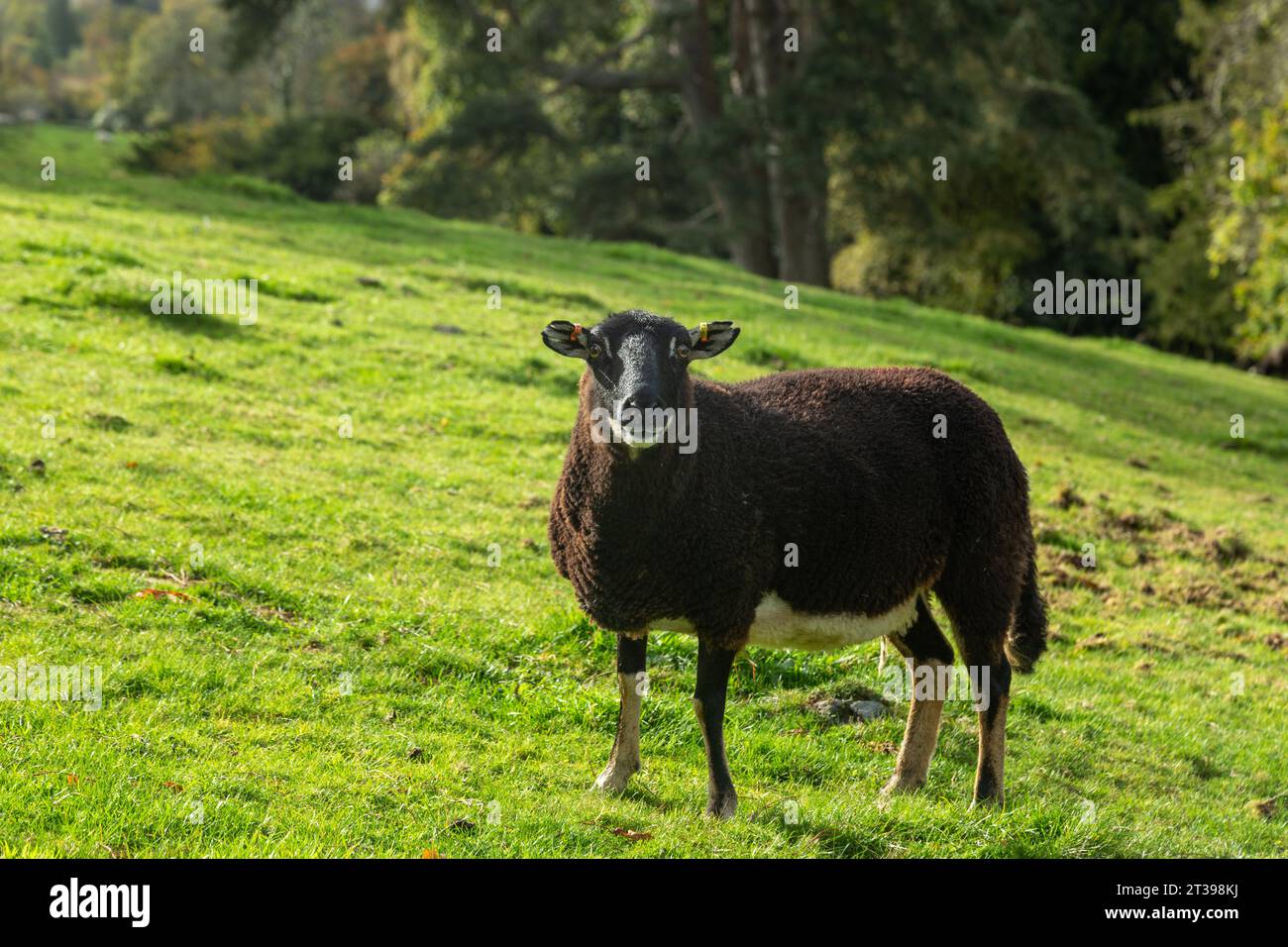 badger sieht walisischen Bergschafen gegenüber Stockfoto