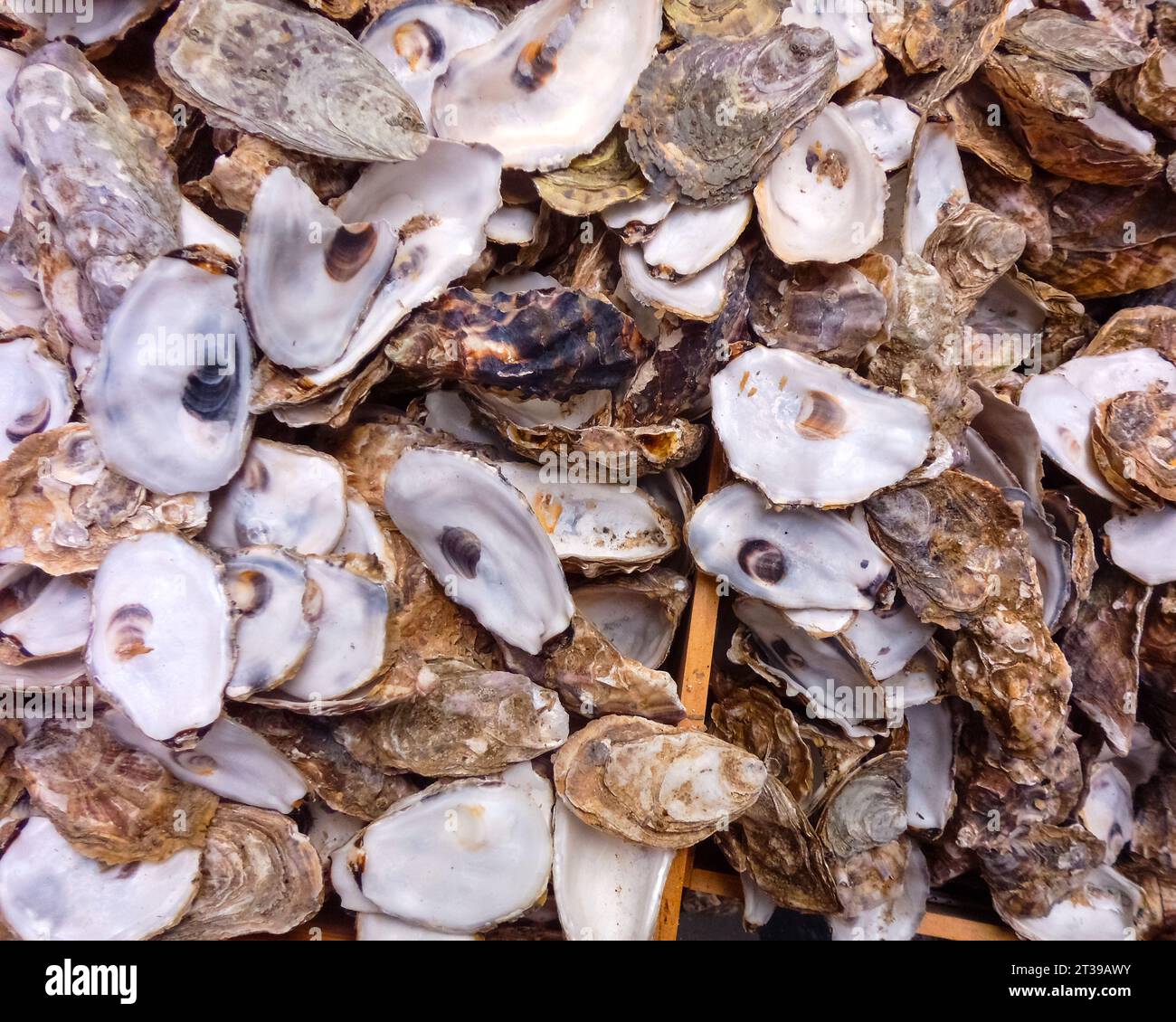 Große Sammlung von Oyster Shells vor einem Restaurant Stockfoto