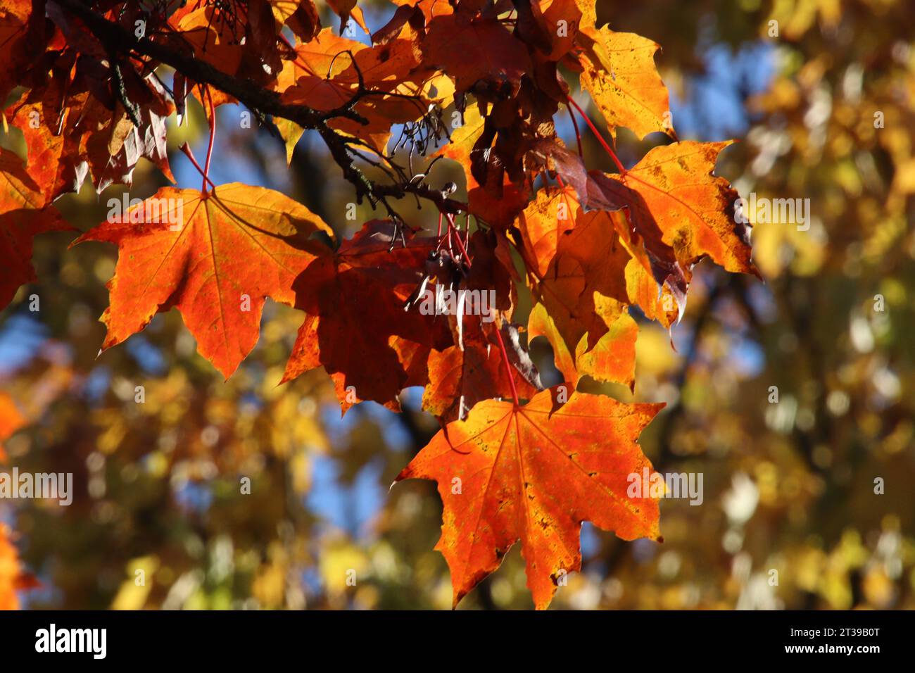 Herbst 2023: Laubverfärbung. *** Herbst 2023 Laubverfärbung Credit: Imago/Alamy Live News Stockfoto