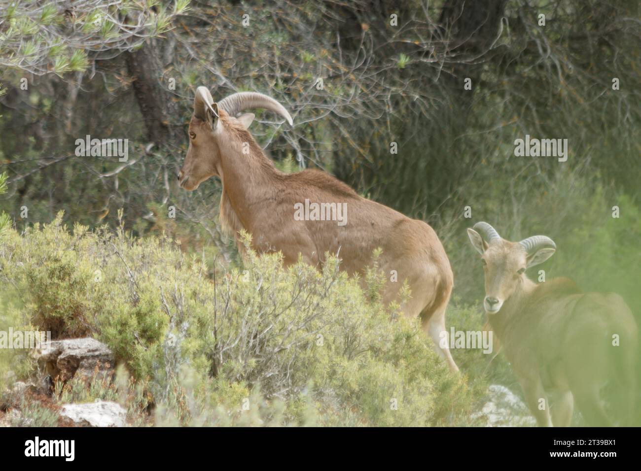 Capra pyrenaica, Bergziege zwischen Büschen und Kiefern im Präventivorium von Alcoi, Spanien Stockfoto