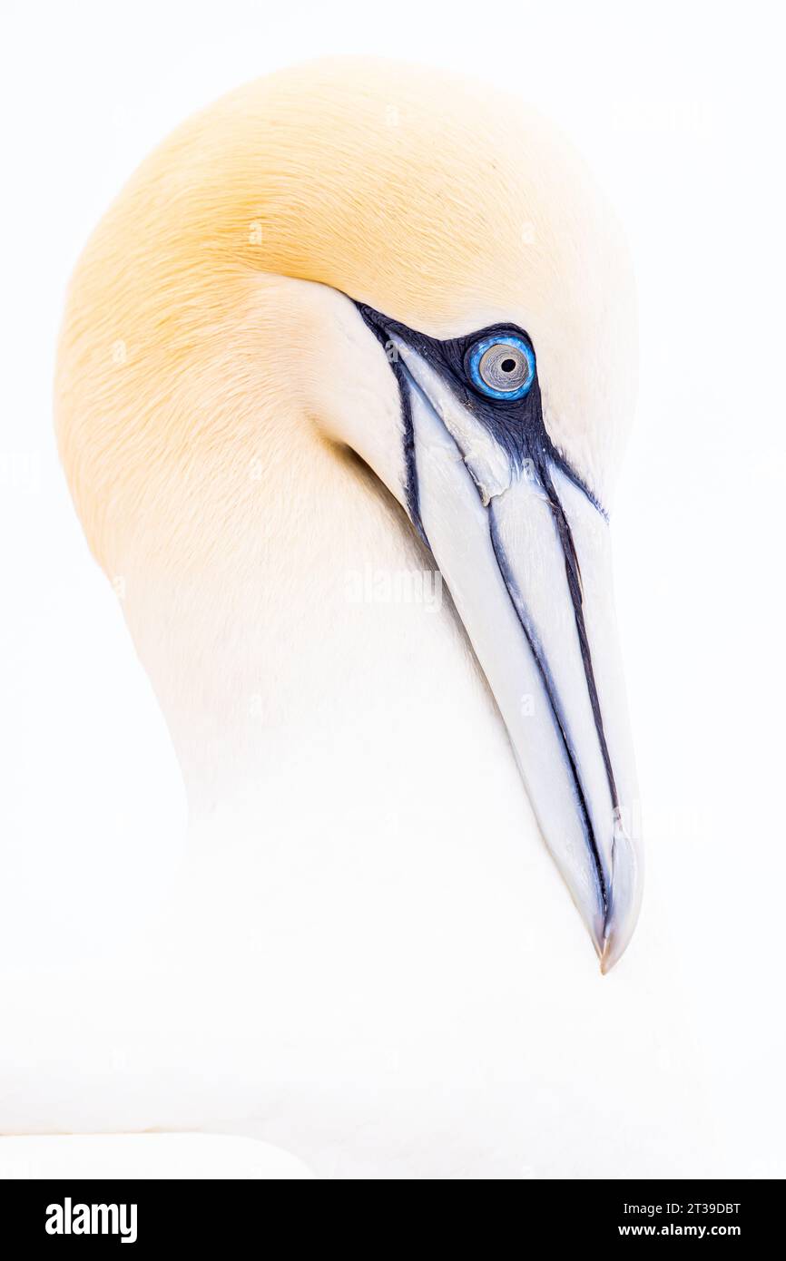 Nahaufnahme eines Kopfes eines nördlichen Tölpels mit seinem scharfen Schnabel und markanten blauen Augen, gefangen vor einem unberührten weißen Hintergrund in Irland Stockfoto