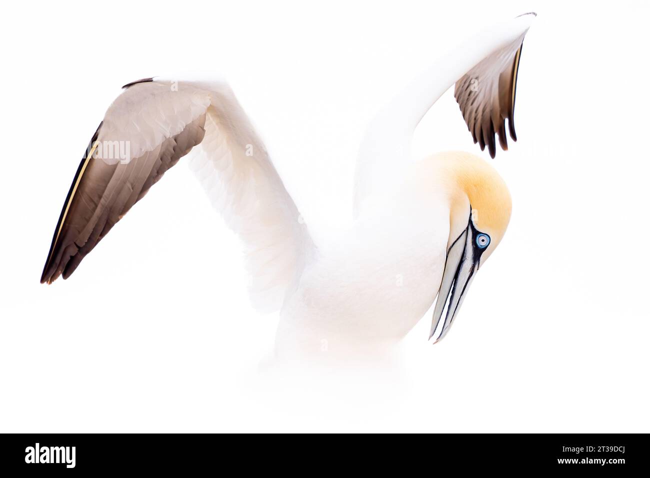Ein erwachsener Northern Gannet im Flug, der seine volle Flügelspanne und lebendige Augenfarbe vor einem klaren, hellen Hintergrund zeigt, gefangen in Irland Stockfoto