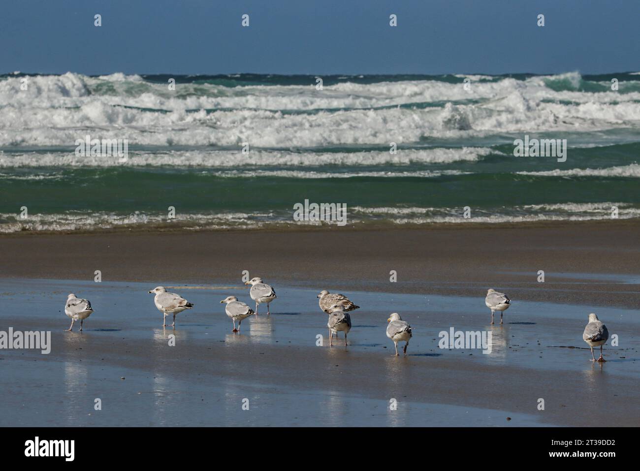 Heringsmöwen an einem windigen Strand in Bretagne, Frankreich (Larus argentatus) Stockfoto