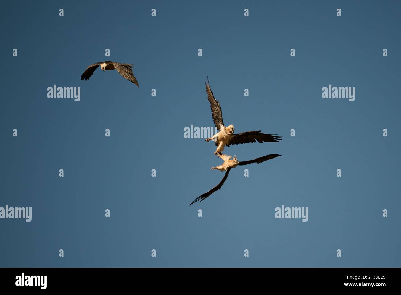 Große wilde schwarze und weiße Fischadler fliegen während der Jagd durch den blauen wolkenlosen Himmel Stockfoto