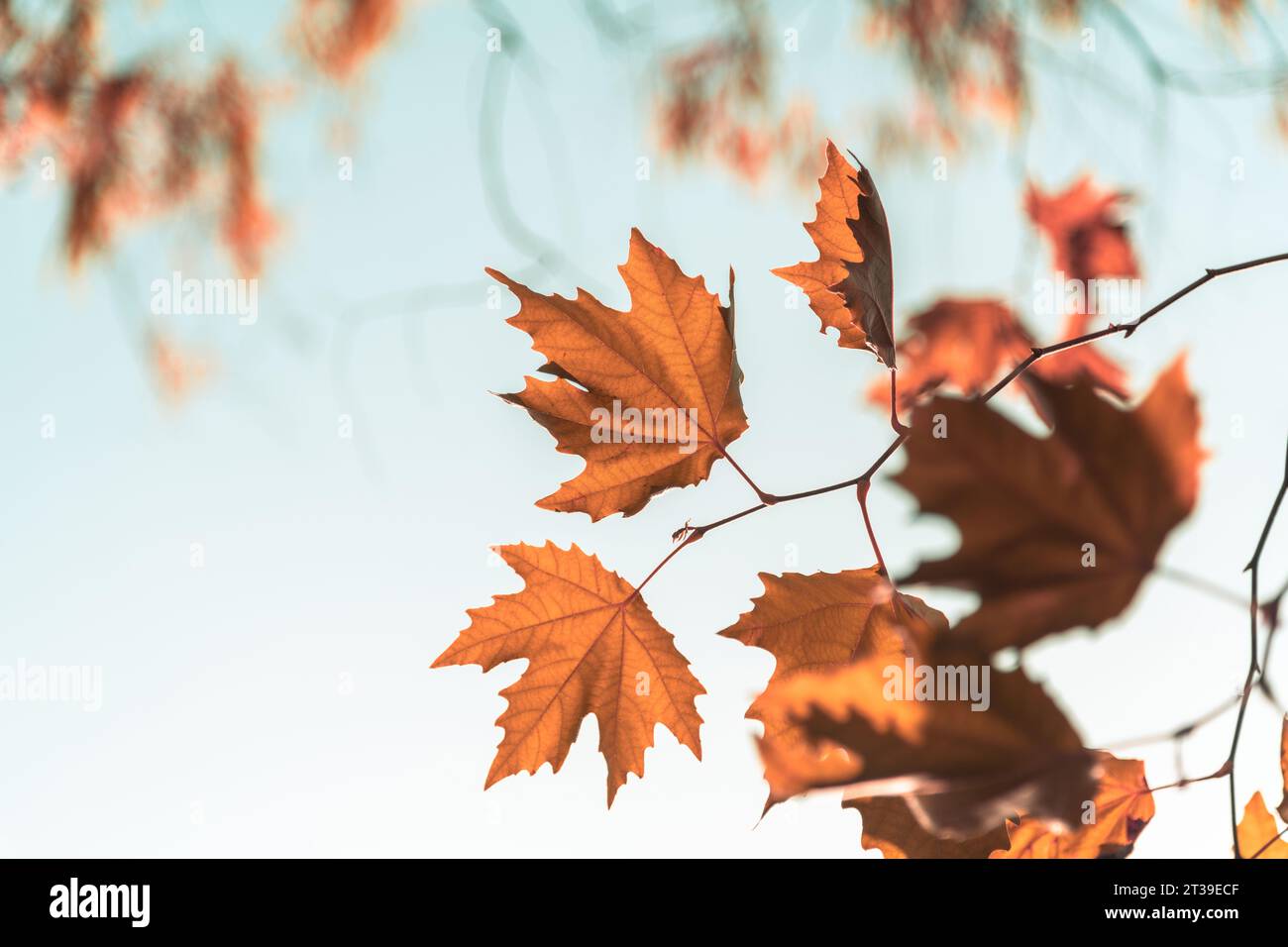 Gelbliche Blätter der Platane vor blauem sonnigem Himmel im Herbst Stockfoto