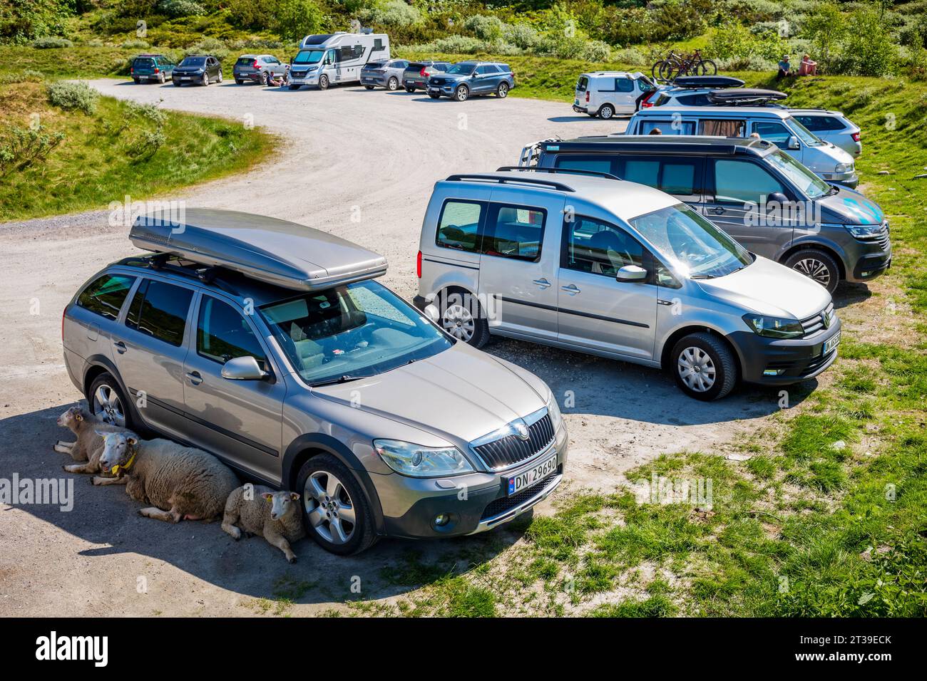 Turtagro, Norwegen - 25. Juni 2023: Schafe entkommen der Hitze, indem sie sich im Schatten eines Kraftfahrzeugs am Fuße des Ekrehytta-Berges Ra niederlegen Stockfoto