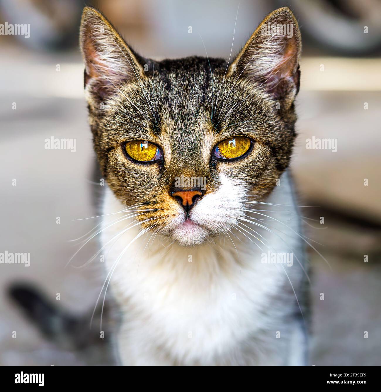 Katze mit bernsteinfarbenen Augen Stockfoto