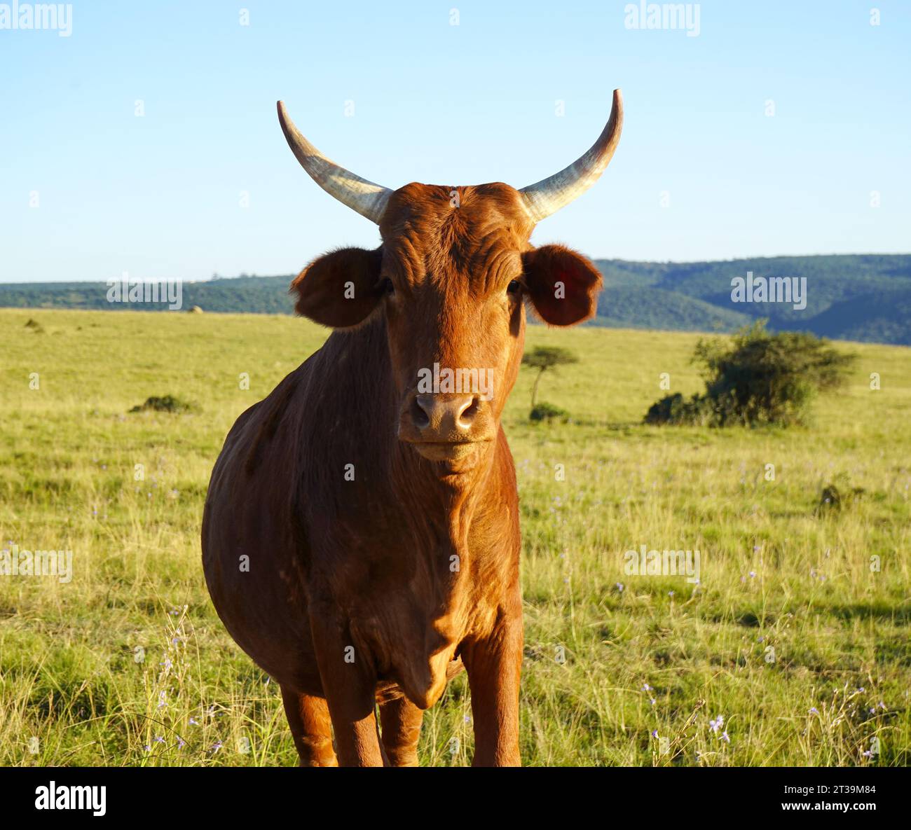 Ochse blickt in die Kamera, natürliche Umgebung Stockfoto