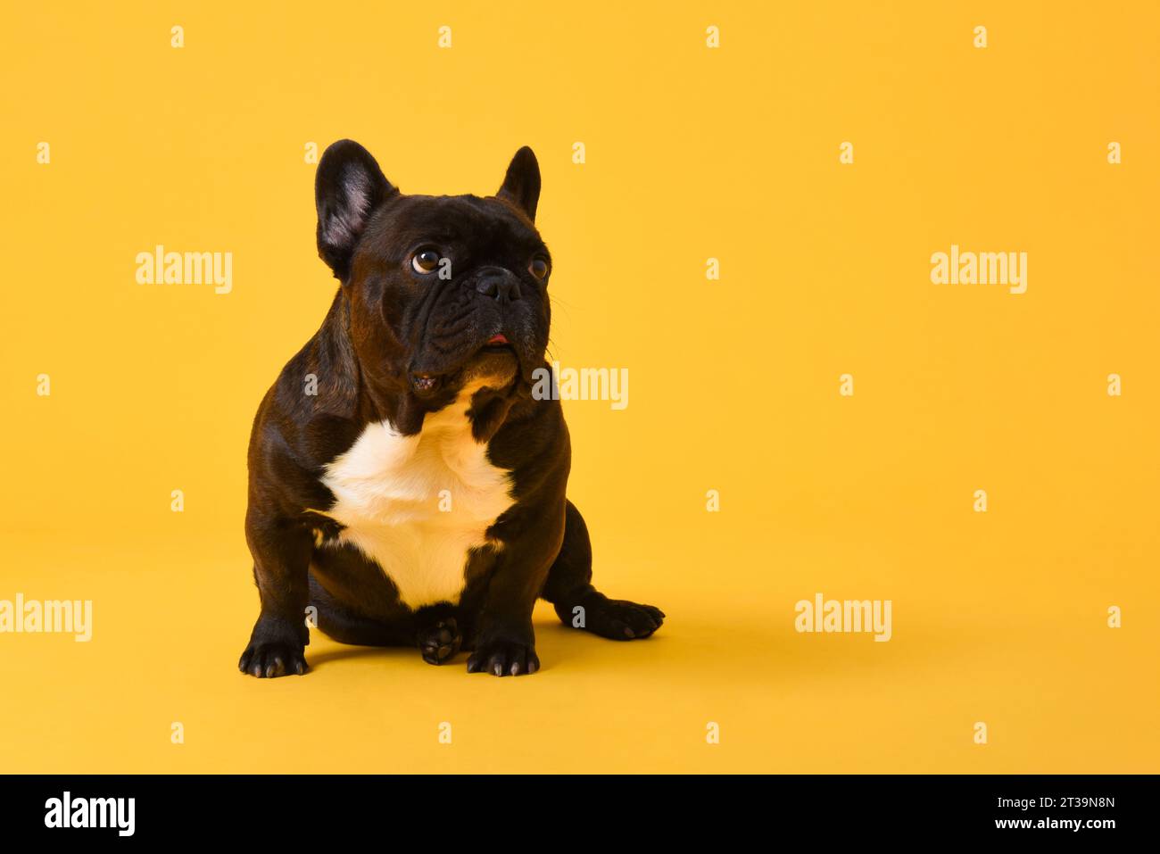 Niedlicher schwarzer französischer Bulldogge-Hund, der seitlich sitzt und schaut, um Platz im gelben Studio isoliert Hintergrund zu kopieren Stockfoto