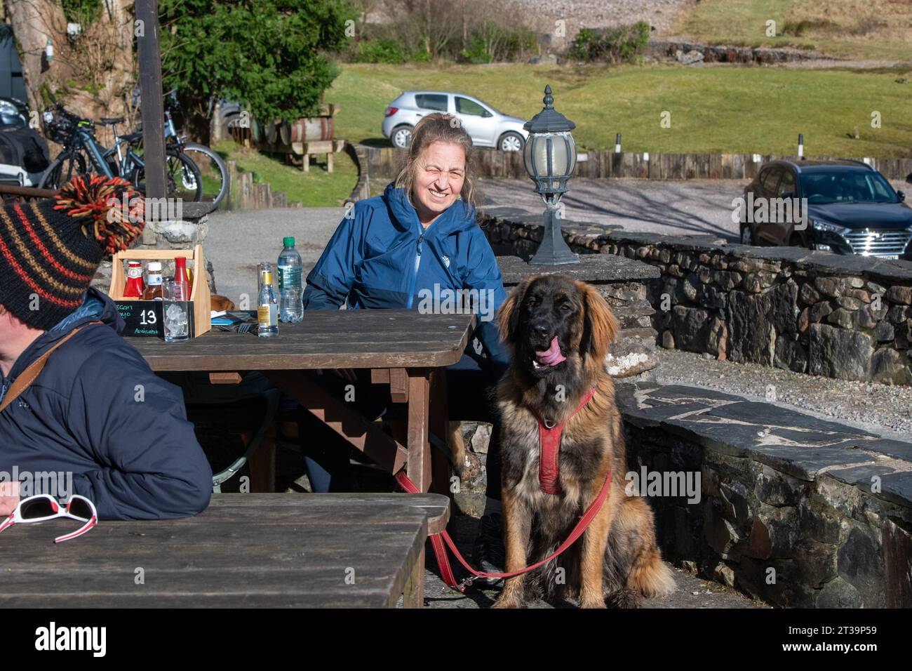 Phoebe, Leonberger Stockfoto