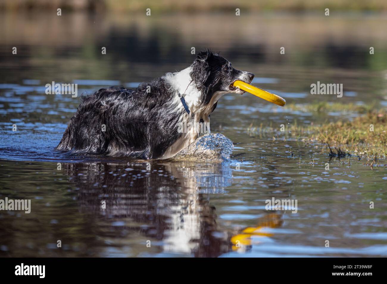 Ein temperamentvoller schwarz-weißer Border Collie plätschert fröhlich in einem See und hält stolz eine gelbe Frisbee in seinem Mund, während ein verspieltes Wasserspiel stattfindet Stockfoto