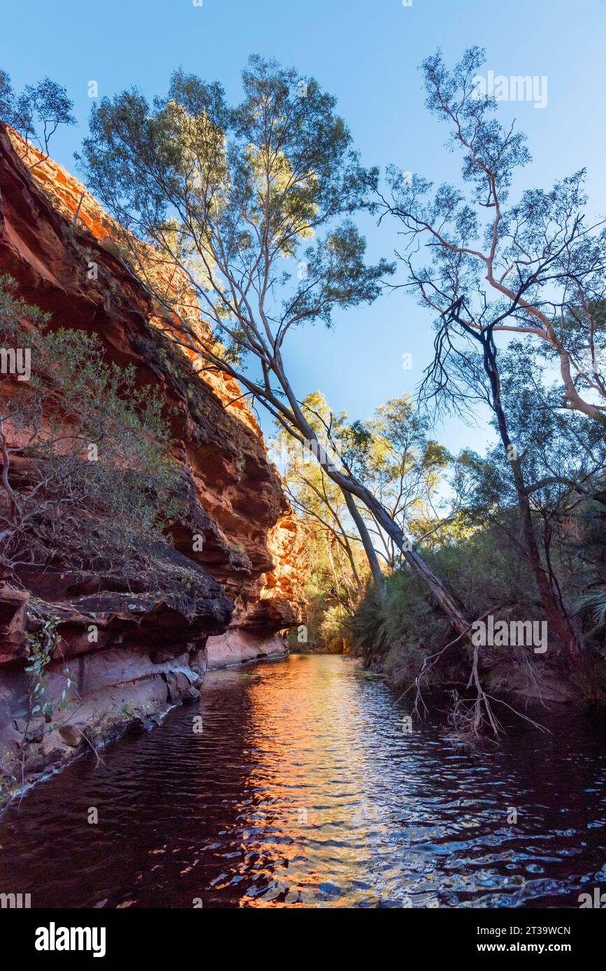 Bäume und Pflanzen wachsen neben dem Garden of Eden, einem ständigen Wasserloch am Kings Canyon (Watarrka) im Northern Territory von Australien Stockfoto