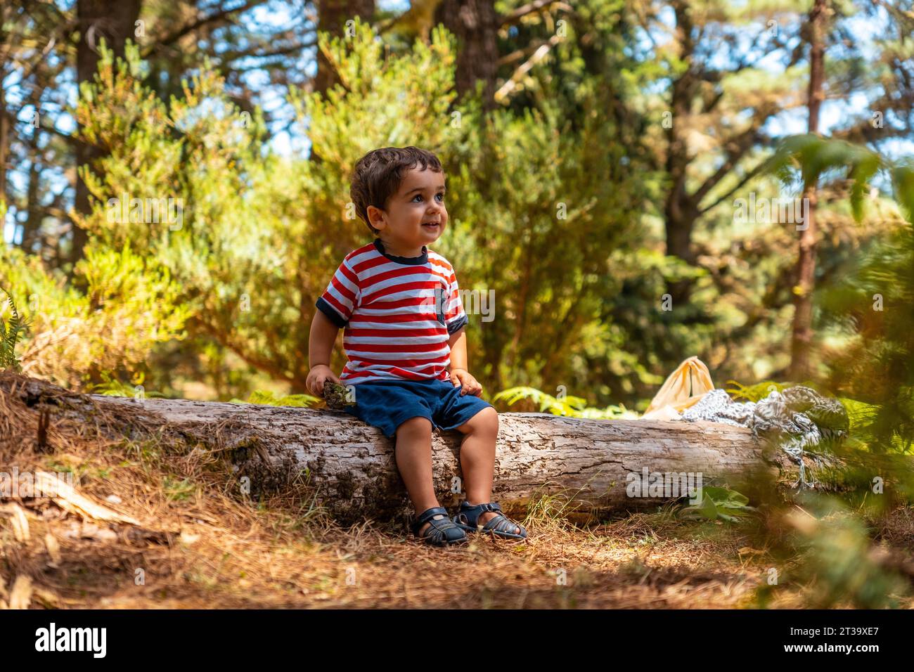 Porträt eines Jungen, der auf einem Baum in der Natur sitzt, neben Kiefern im Herbst, Madeira. Portugal Stockfoto