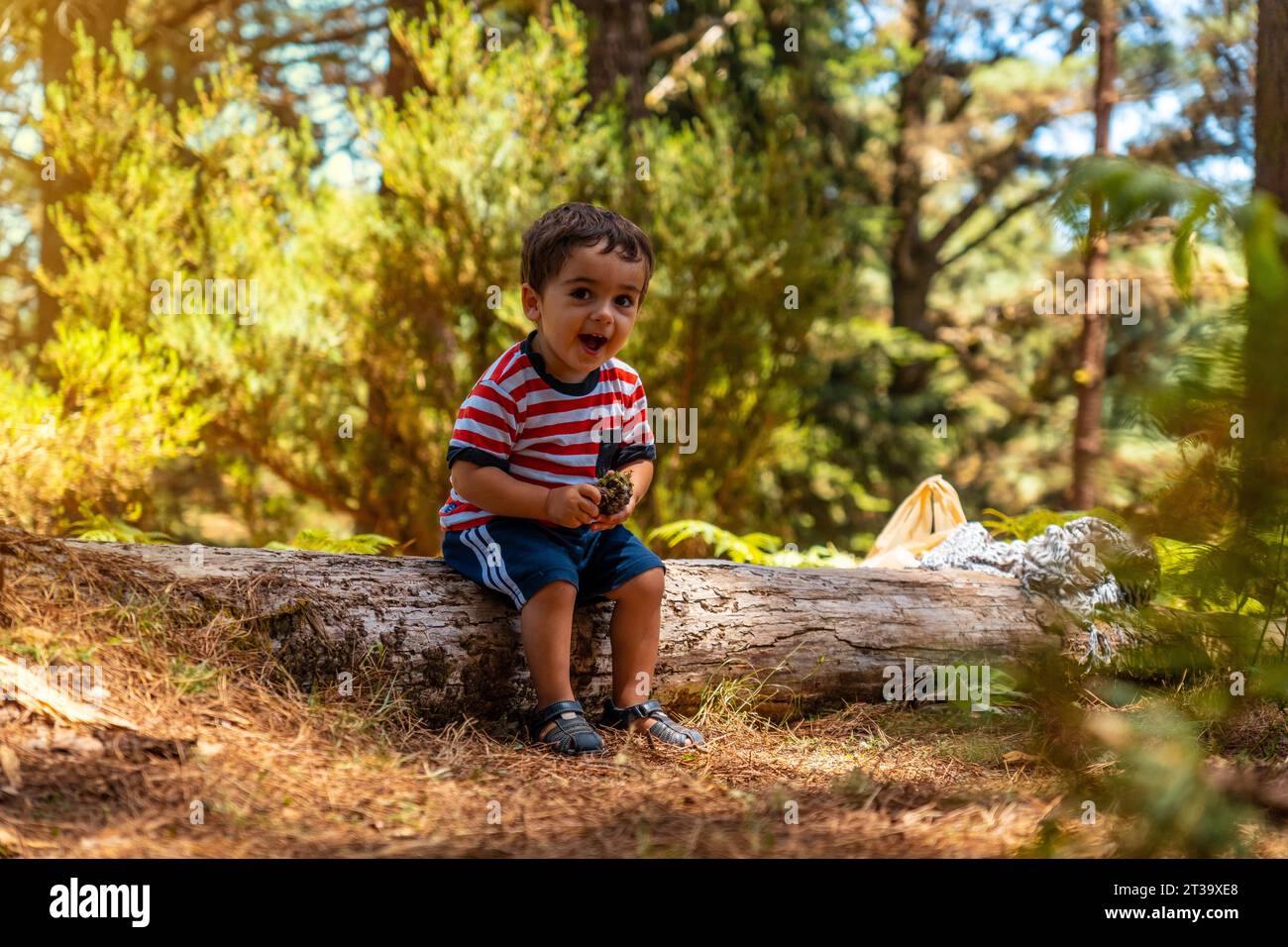 Porträt eines Jungen, der auf einem Baum in der Natur neben Kiefern sitzt und lächelt, Madeira. Portugal Stockfoto