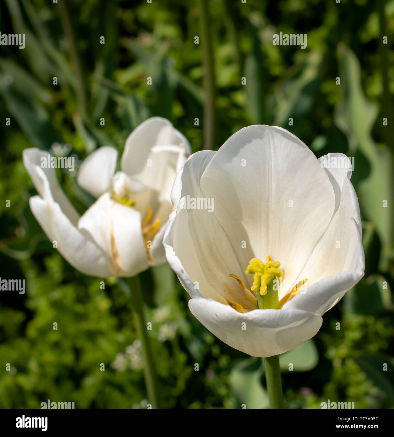 Kashmir's Kaleidoscope: Das zauberhafte Tulpenfest im Indira Gandhi Tulip Garden Stockfoto