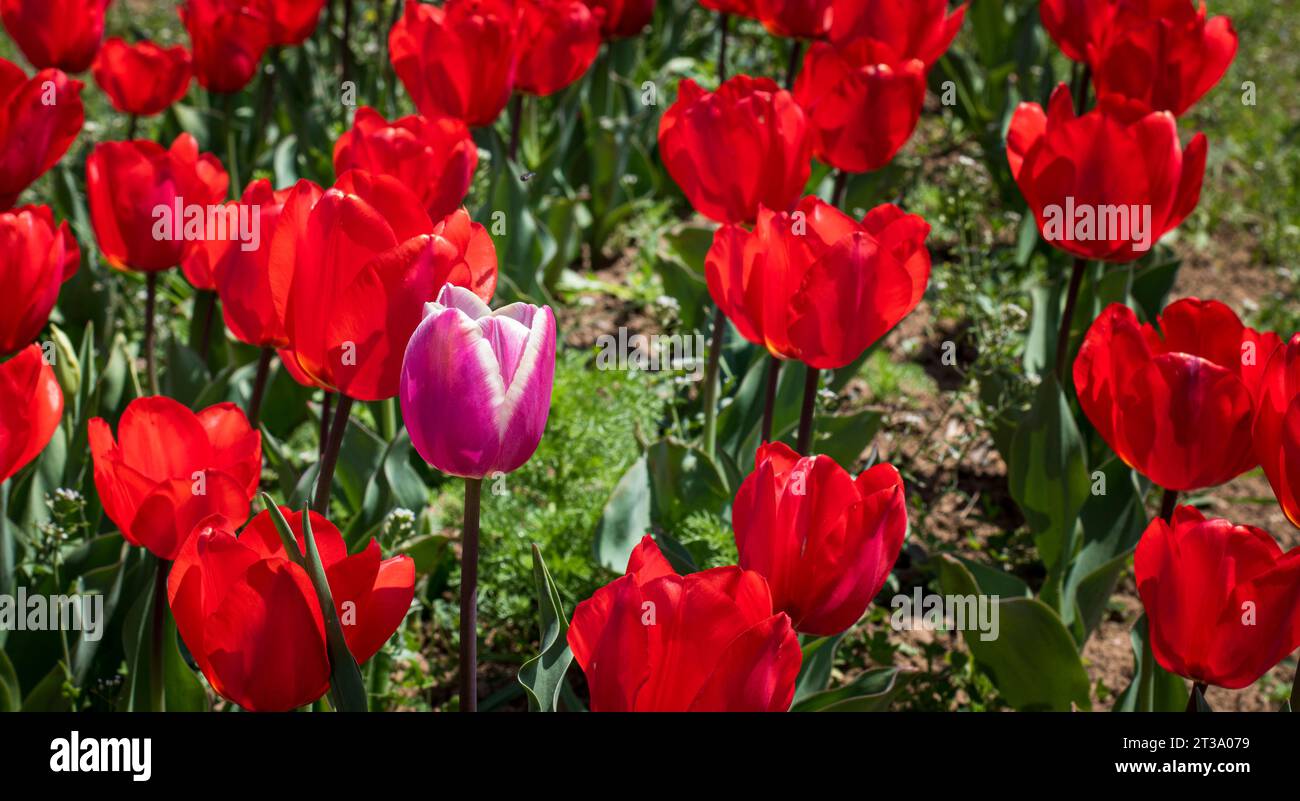 Kashmir's Kaleidoscope: Das zauberhafte Tulpenfest im Indira Gandhi Tulip Garden Stockfoto