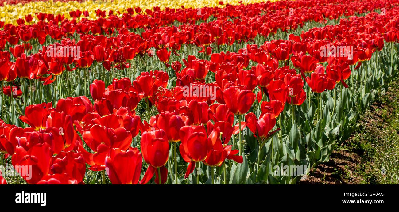 Kashmir's Kaleidoscope: Das zauberhafte Tulpenfest im Indira Gandhi Tulip Garden Stockfoto
