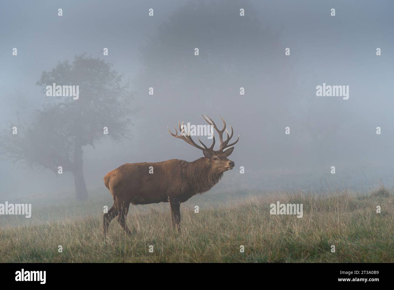 Ein männlicher Rotwild (Cervus elaphus) mit großen Geweihen an einem nebeligen Herbsttag. Stockfoto