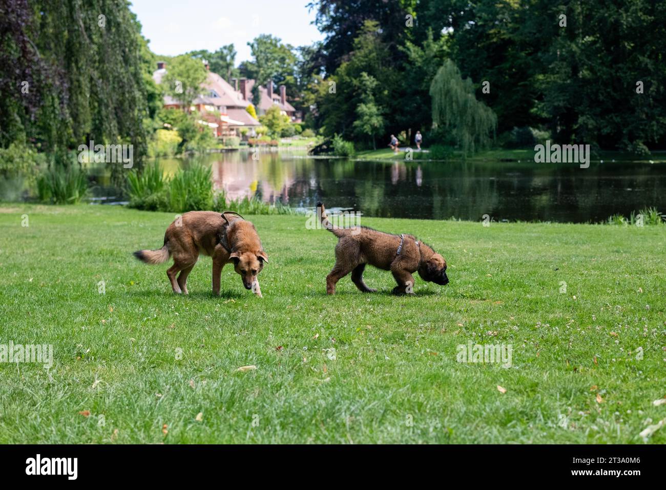 Phoebe, Leonberger Stockfoto