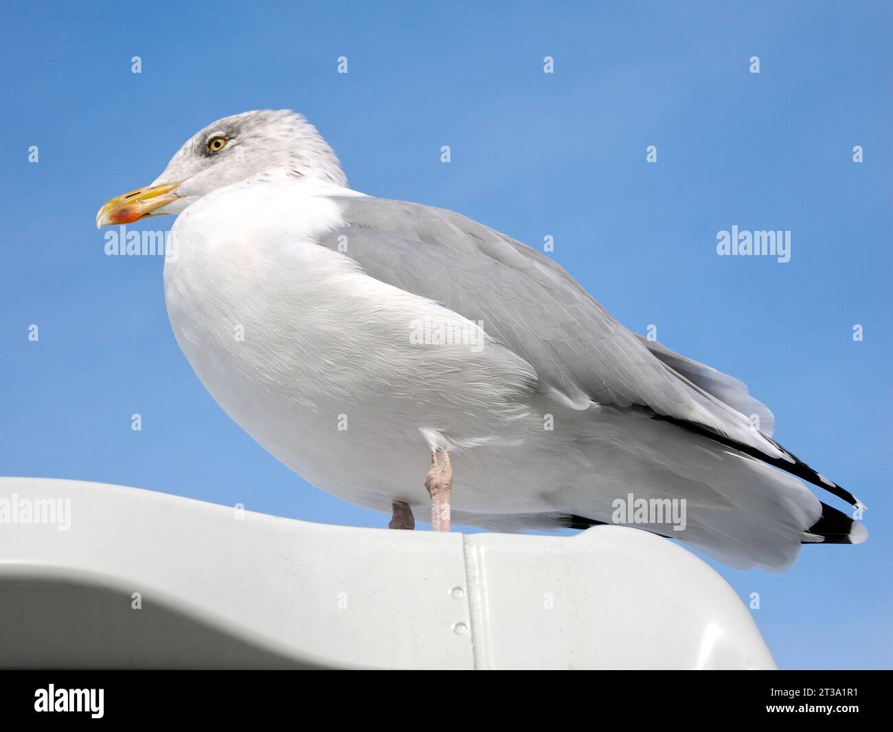 Nahaufnahme von Heringsmöwen (Larus argentatus), die auf einer Bootskabine thronten und von unten auf blauem Himmel gesehen wurden Stockfoto