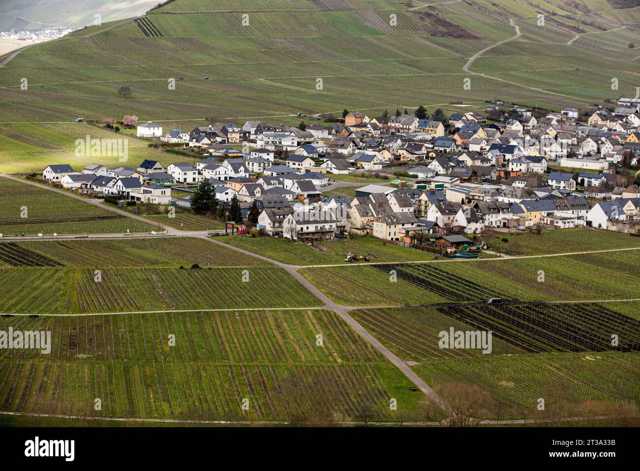 Leiwen, Deutschland. März 2023. Blick auf die Gemeinde Trittenheim, in der berühmten Moselregion Deutschlands, wo Riesling produziert wird. Das Dorf produziert Wein aus der Rebsorte Riesling. Jedes Jahr gibt es ein Weinfest, das eine große Attraktion für Touristen ist.die Mosel ist ein Tribut des Rheins am Westufer, der über 545 km durch den Nordosten Frankreichs und Westdeutschland fließt. Der Fluss mündet in Deutschland und fließt an Trier vorbei bis zum Zusammenfluss mit dem Rhein bei Koblenz. Quelle: SOPA Images Limited/Alamy Live News Stockfoto