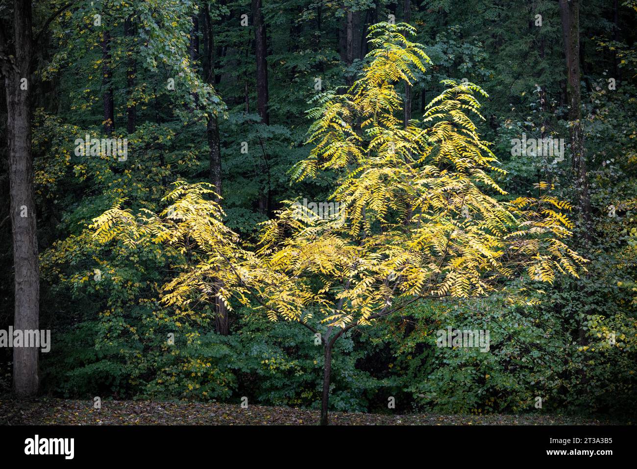 Baum mit gelben Blättern mit dunkelgrünem Hintergrund Stockfoto