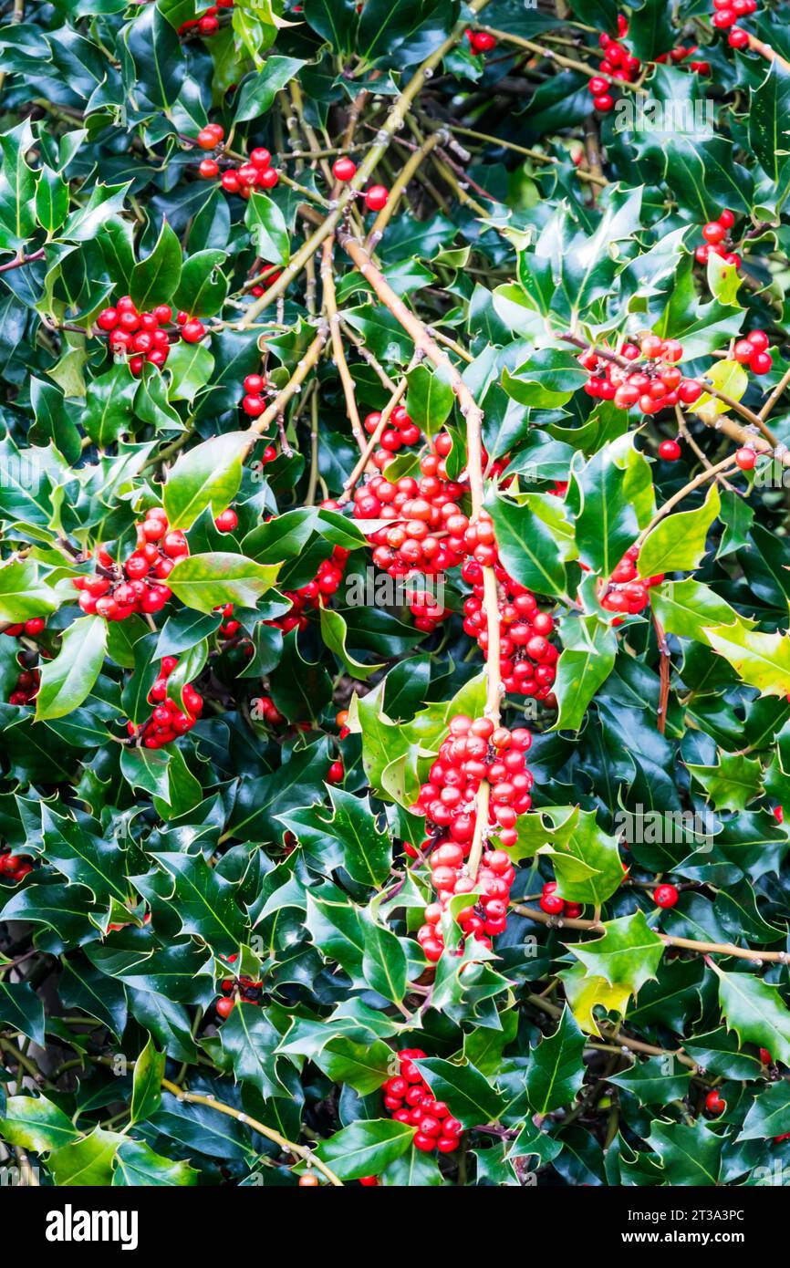 Rote Beeren auf einem stechpalmenstrauch, Ilex aquifolium. Stockfoto