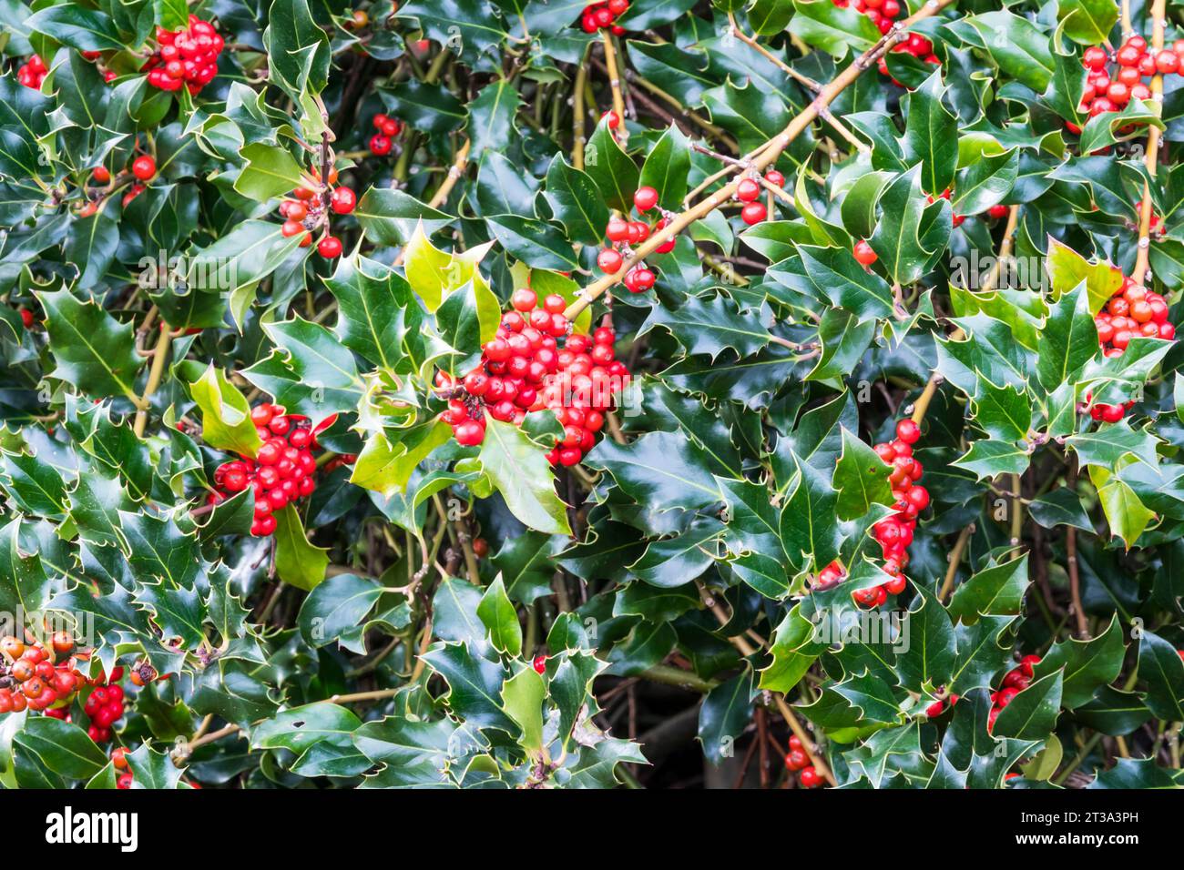 Rote Beeren auf einem stechpalmenstrauch, Ilex aquifolium. Stockfoto