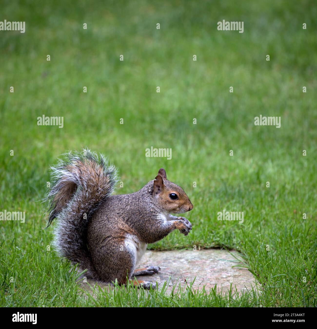 Graues Eichhörnchen Isst Brasilianuss Stockfoto